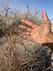 Eriogonum plumatella