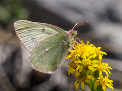 Colias nastes