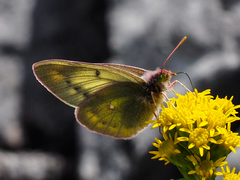 Colias nastes