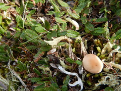 Rhizocybe