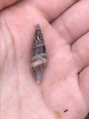 Ophiodermella inermis