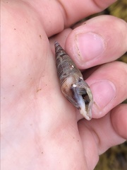 Ophiodermella inermis