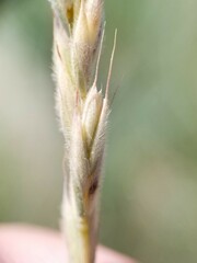 Elymus albicans