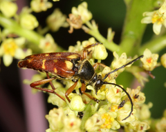 Typocerus acuticauda