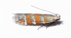 Battaristis vittella