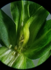 Clinodiplosis comitis