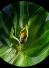 Clinodiplosis comitis