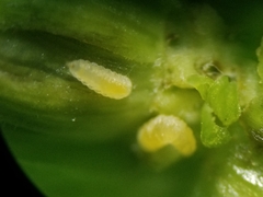 Clinodiplosis comitis