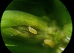 Clinodiplosis comitis