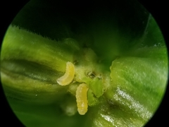 Clinodiplosis comitis