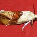 Cochylis viscana - Photo (c) suegregoire,  זכויות יוצרים חלקיות (CC BY-NC), הועלה על ידי suegregoire