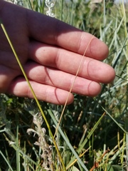 Hesperostipa curtiseta