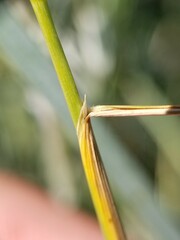 Hesperostipa curtiseta