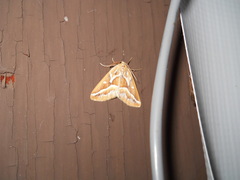 Caripeta angustiorata