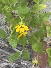 Helianthus debilis
