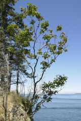 Acer glabrum douglasii