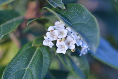 Viburnum foetidum