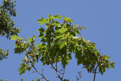 Acer glabrum douglasii