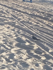 Leucophaeus atricilla