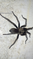 Hemirrhagus chilango