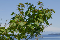 Acer glabrum douglasii
