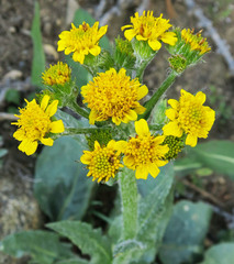 Senecio elmeri