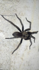 Hemirrhagus chilango