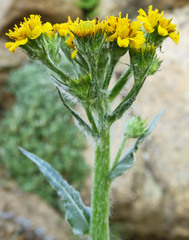 Senecio elmeri