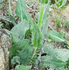 Senecio elmeri