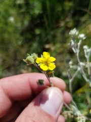 Potentilla effusa