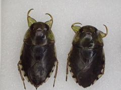 Pelocoris