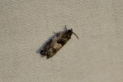 Olethreutes fasciatana
