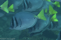 Razor Surgeonfish photo 3