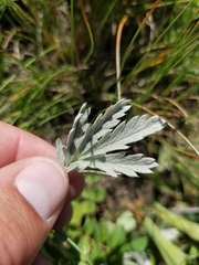 Potentilla effusa