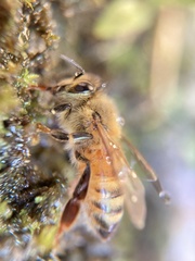 Apis mellifera