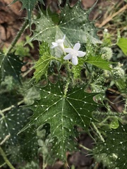 Cnidoscolus angustidens