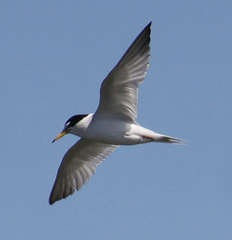 Sternula antillarum browni