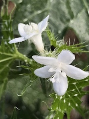 Cnidoscolus angustidens