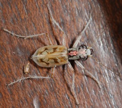 Ellipsoptera lepida