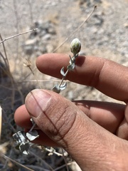 Brickellia incana
