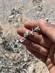 Brickellia incana