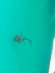 Theridion pyramidale