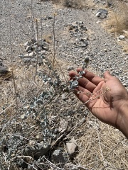 Brickellia incana