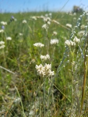 Antennaria microphylla