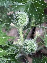 Cnidoscolus angustidens