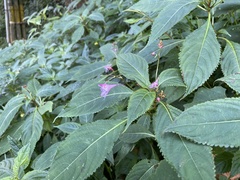 Impatiens devolii