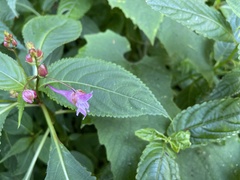 Impatiens devolii