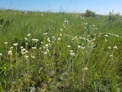 Antennaria microphylla