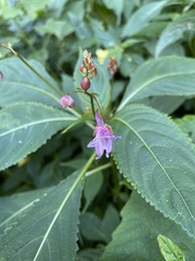 Impatiens devolii
