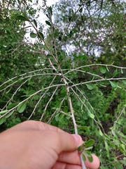 Condalia hookeri